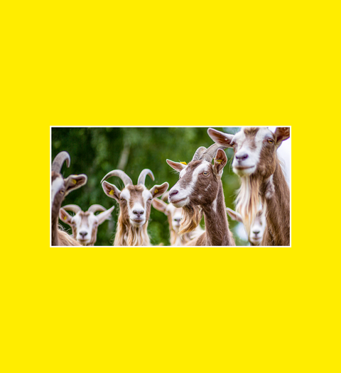 Postkarte Ziegen Toggenburger Ziege - SamMarket