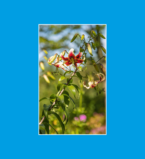 Postkarte Gärten & Park Lilien 1 - SamMarket