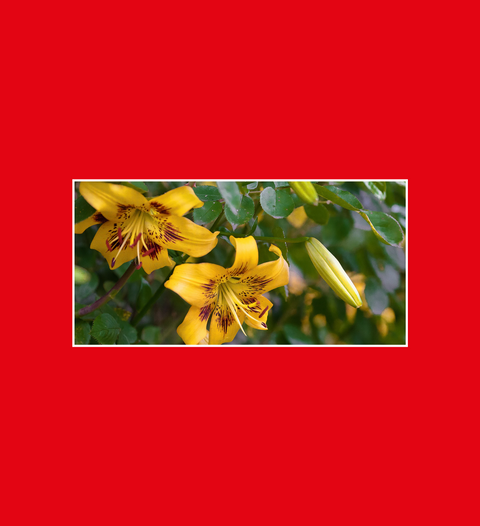 Postkarte Gärten & Park Lilien 2 - SamMarket