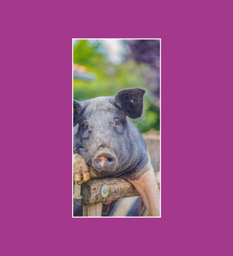 Postkarte Schweine Angler Sattelschwein 3 - SamMarket