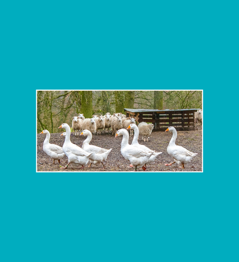 Postkarte Emdener Gänse - SamMarket