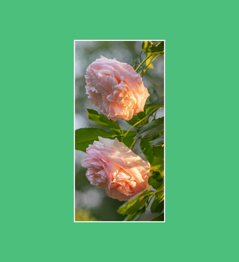 Postkarte Gärten & Park Rosen 1 - SamMarket