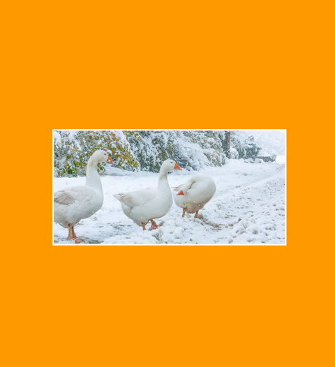 Postkarte Gänse im Schnee - SamMarket