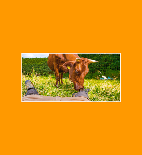 Postkarte Unsere Kühe 2 - SamMarket