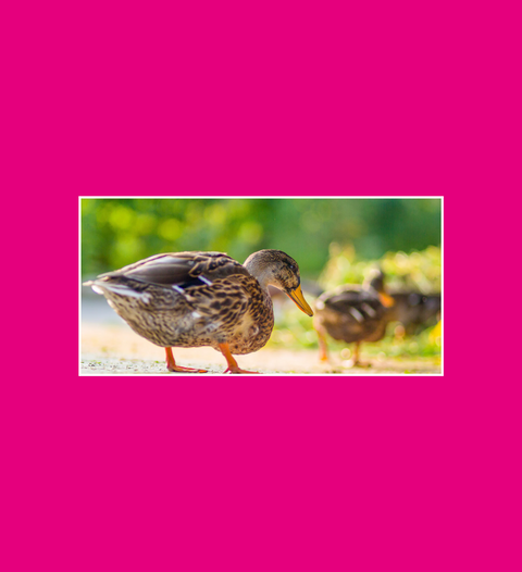 Postkarte Unsere Enten - SamMarket