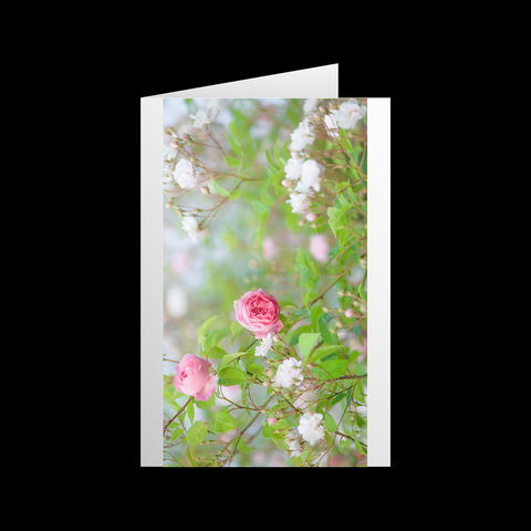 Rosen 3 Grußkarten