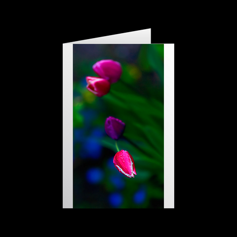 Tulipa Imago 1 Grußkarten