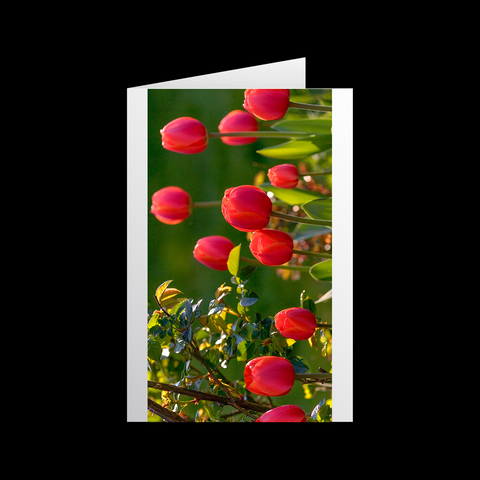 Tulipa Team Red 1 Grußkarten