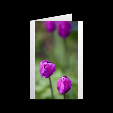 Tulipa Violetta 1 Grußkarten