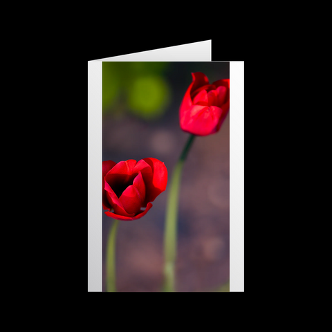 Tulipa Power 2 Grußkarten