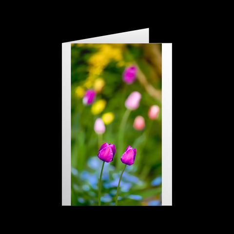 Tulipa Bewegung 3 Grußkarten