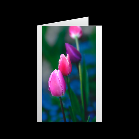 Tulipa Imago 2 Grußkarten