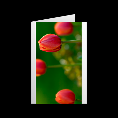 Tulipa Duo 1 Grußkarten