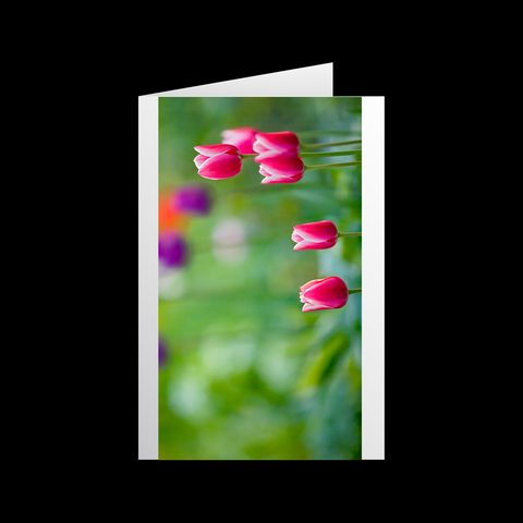 Tulipa Reigen 1 Grußkarten