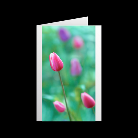 Tulipa In Türkis 1 Grußkarten