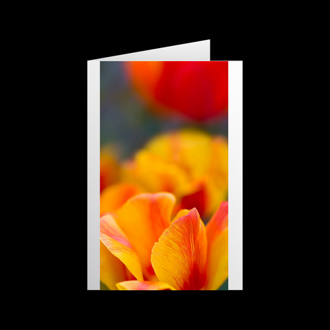 Tulipa Orange Grußkarten - SamMarket