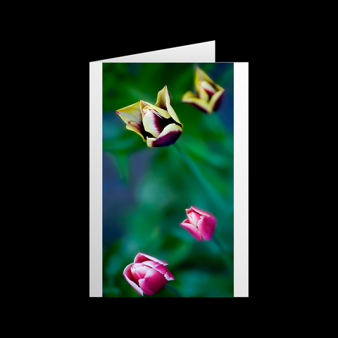 Tulipa Imago 5 Grußkarten - SamMarket