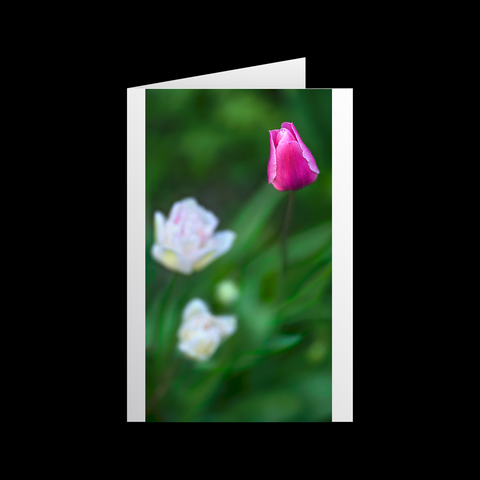 Tulipa Imago 3 Grußkarten - SamMarket