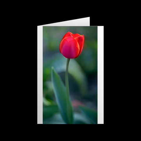 Tulipa Eleganz Grußkarten - SamMarket