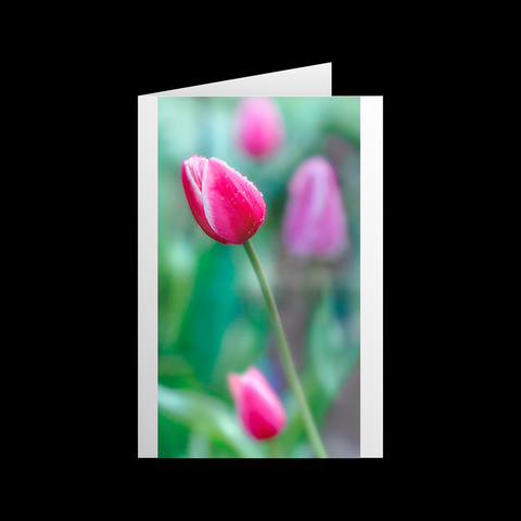 Tulipa In Türkis 2 Grußkarten - SamMarket