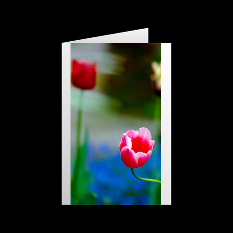 Tulipa Imago 4 Grußkarten - SamMarket