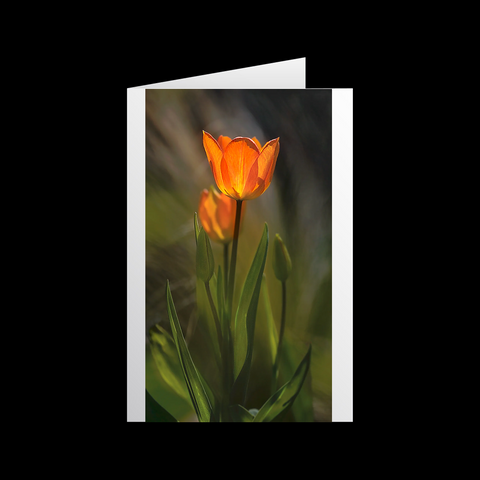 Tulipa Anmut Grußkarten