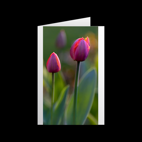 Tulipa Team Red 3 Grußkarten - SamMarket
