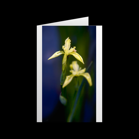Wild-Iris Großkarten - SamMarket