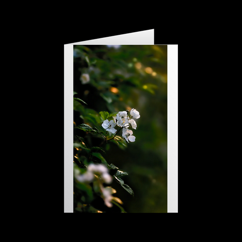Heckenrose Grußkarten