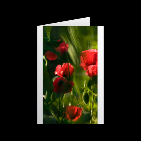 Mohn Impressionen 4 Grußkarten - SamMarket