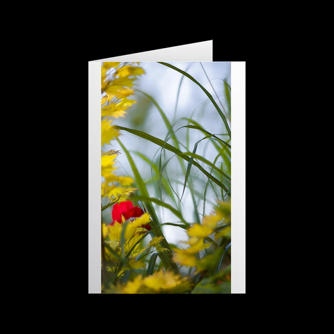 Mohn Impressionen 2 Grußkarten - SamMarket