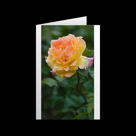 Rosen 7 Grußkarten