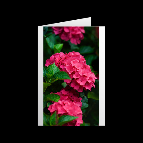 Hortensie Grußkarten - SamMarket
