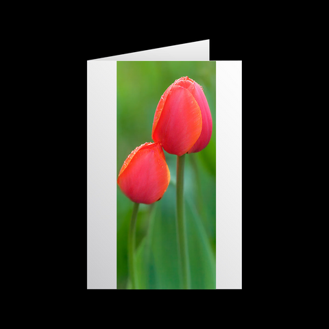 Tulipa Duo 2 Grußkarten - SamMarket