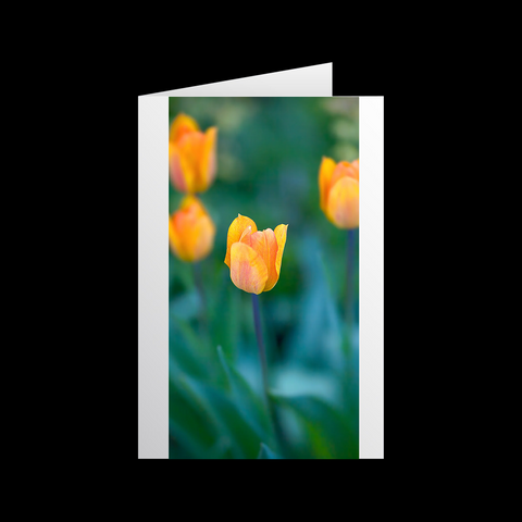 Tulipa Reigen 2 Grußkarten - SamMarket