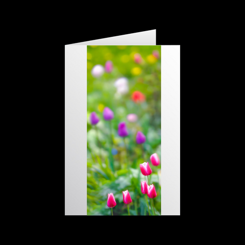 Tulipa Bewegung 1