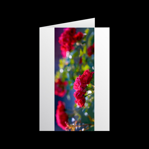 Rosen 4 Grußkarten