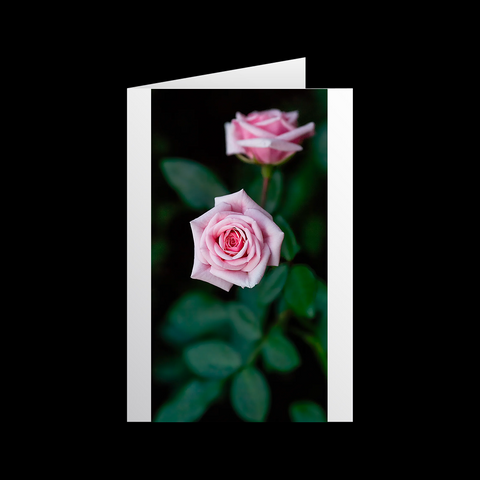 Rosen 6 Grußkarten