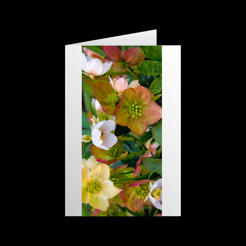 Christrose Grußkarten - SamMarket