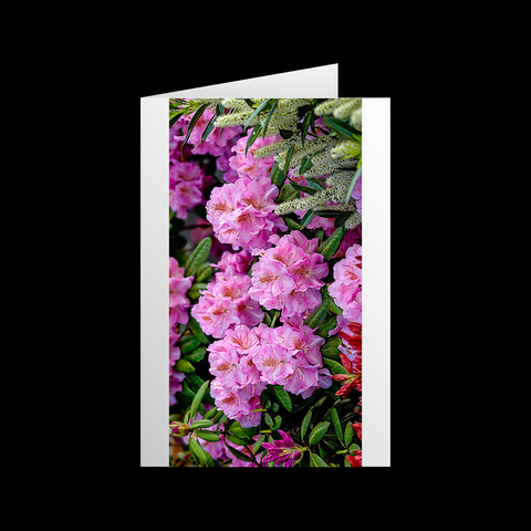 Rhododendron Grußkarten - SamMarket
