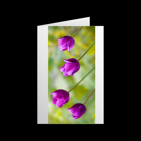 Tulipa Violetta 2 Grußkarten - SamMarket