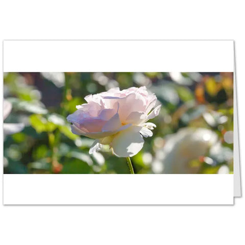 Rosen Grußkarten - SamMarket