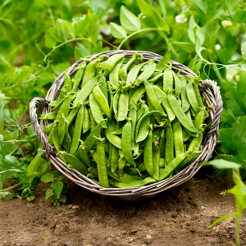 Bio Zuckererbsen, 1 Kg