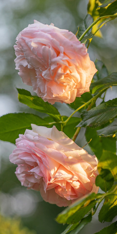 Postkarte Gärten & Park Rosen 1