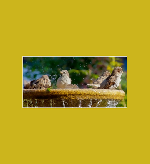 Postkarte Rosengarten Spatzen am Brunen