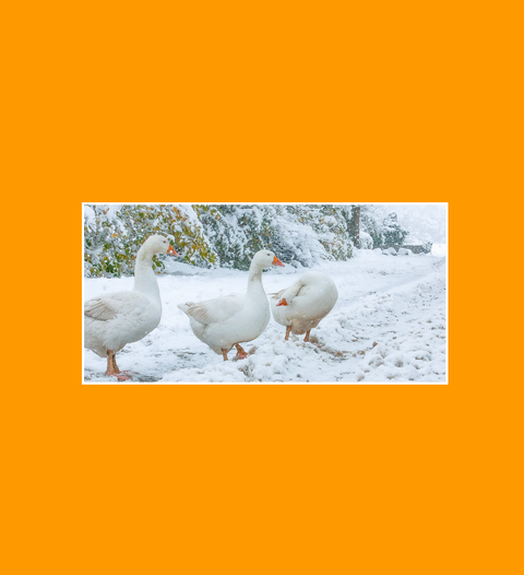 Postkarte Gänse im Schnee