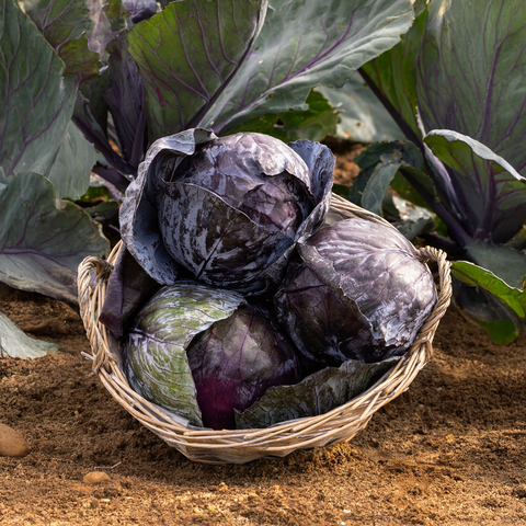 Bio Rotkohl, 1 kg - SamMarket