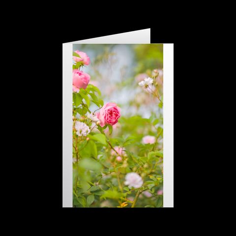 Rosen 2 Grußkarten - SamMarket