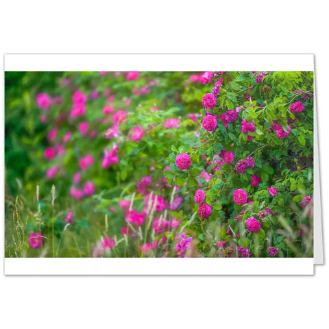 Rosen Grußkarten - SamMarket