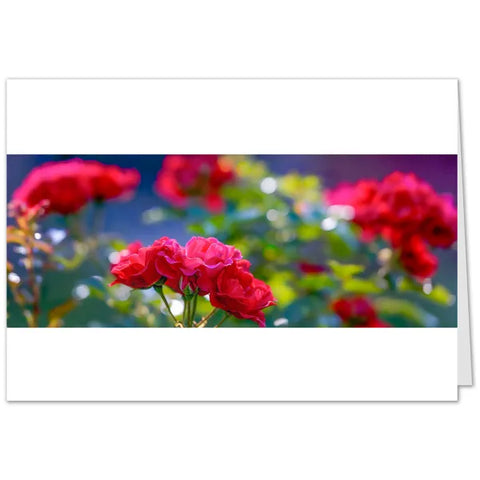 Rosen Grußkarten - SamMarket